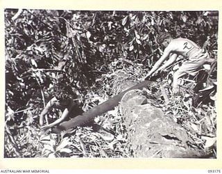 BOUGAINVILLE, 1945-06-18. SAPPERR. JACOBS (1) AND SAPPER M.C. CLARK (2), MEMBERS OF 23 FIELD COMPANY, ROYAL AUSTRALIAN ENGINEERS, SAWING LOGS IN THE JUNGLE