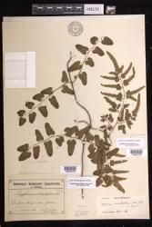 Lygodium microphyllum