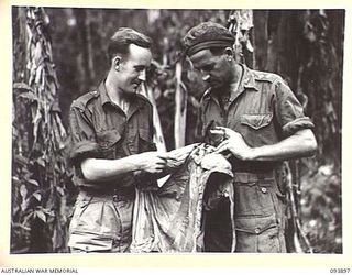 BOUGAINVILLE, 1945-07-11. RESCUED BY A PATROL OF A COMPANY, 42 INFANTRY BATTALION, AFTER SPENDING THREE NIGHTS IN THE JUNGLE, PILOT OFFICER D.H. TRIM, ROYAL NEW ZEALAND AIR FORCE (1), HOLDING A MAE ..