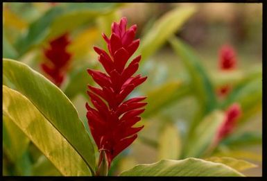 Alpinia pururata (red ginger), Cook Islands