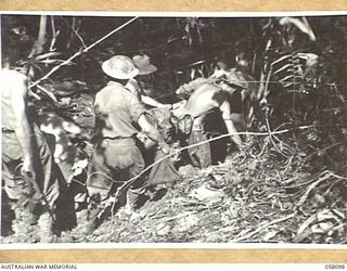 FINSCHHAFEN, NEW GUINEA, 1943-10-02. IN THE JUNGLE EVACUATING THE WOUNDED FROM THE FORWARD AREAS DURING THE CAMPAIGN
