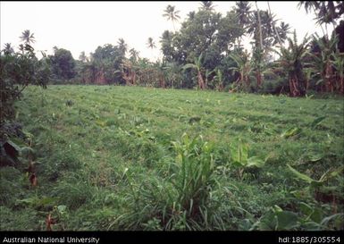 Banana plantation, Aitutaki