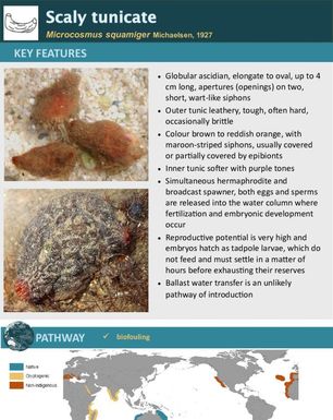 Scaly tunicate | Microcosmus squamiger