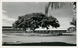 Tree outside Maluhia Hall at Fort DeRussy Base