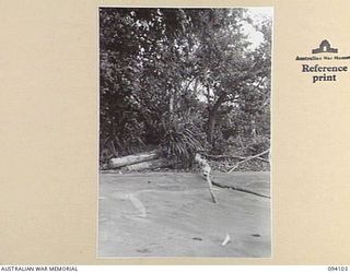 KILLETIN, NEW GUINEA, 1945-06-28. A JAPANESE GUN EMPLACEMENT AT KILLETIN BEACH. IT ONCE FORMED PART OF THEIR BEACH DEFENCES