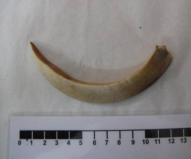 tusk
