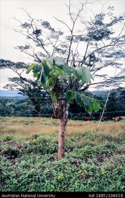 Samoa - tropical tree