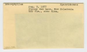 [Dracophyllum in New Caledonia, envelope IE41-202]