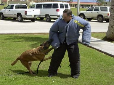 US Air Force (USAF) Colonel (COL) Joe Mudd, Commander, 36th Air Base Wing (ABW) gets attacked by Reddy, a Military Working Dog from the 36th Security Forces Squadron (SFS), during a demonstration for a Job Fair held at Andersen Air Force Base (AFB), Guam