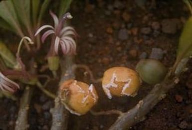 [Clermontia persicifolia or Clermontia montis loa close-up near Kulani Correctional Facility, United States]