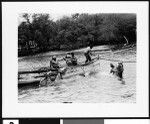 Landing cattle from steamer through the surf, Hawaii