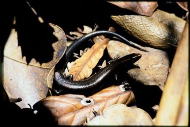 Caledoniscincus orestes