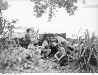 GODOWA, NEW GUINEA. 1943-11-05. GUNNERS OF THE 11TH BATTERY, 2/3RD AUSTRALIAN TANK ATTACK REGIMENT MANNING A 6-POUNDER GUN AT SIMBANG, LANGEMAK BAY. SHOWN ARE: NX21226 GUNNER A. J. ROCHOW OF ..