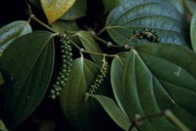 [Piper plant leaves and berries close-up in Espiritu Santo, Vanuatu]