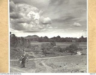 12 MILE, LALOKI RIVER, NEW GUINEA. 1943-11-15. A SECTION OF NO. 2 GARDEN OF THE 3RD AUSTRALIAN FARM COMPANY, AUSTRALIAN ARMY SERVICE CORPS