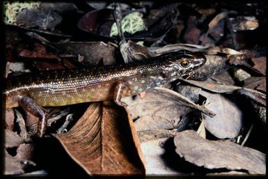 Skink sp.