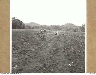 12 MILE, LALOKI RIVER, NEW GUINEA. 1943-11-15. NATIVE LABOURERS, EMPLOYED BY THE 3RD AUSTRALIAN FARM COMPANY, AUSTRALIAN ARMY SERVICE CORPS, WEEDING AND PLANTING TOMATOES