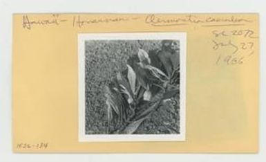 [Clermontia coerulea in Hawaii, envelope IE26-134]