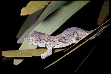Eurydactylodes agricolae