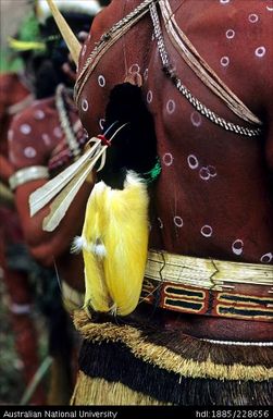 Febi wearing brilliant yellow and black feather pendant made from the Twelve-wired Bird of Paradise (Seleucides rnelanoleuca), which is worn in the middle of the back