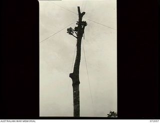 Lae, New Guinea. 1944-04-03. The platform high up on this tree was used for the inspection of a two inch steel cable carrying copper communication wires from Port Moresby. The cable was maintained ..