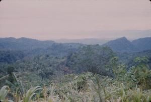 [Tropical rainforests of Saruwaged Range, Papua New Guinea]