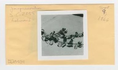 [Jacquemontia in Hawaii, envelope IE29-084]