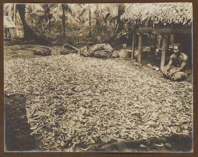 Copra drying. From the album: Samoa