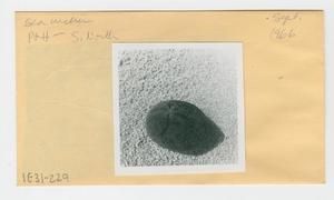 [Sea urchin in Hawaii, envelope IE31-229]