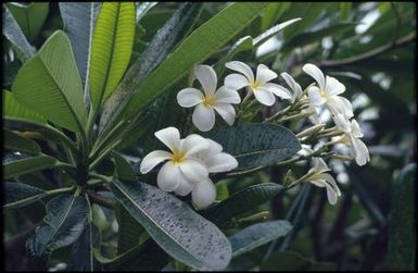 Frangipani and leaves