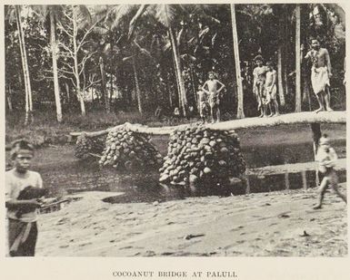 Cocoanut bridge at Paluli