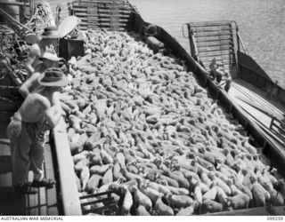 RABAUL, NEW BRITAIN, 1945-11-30. A SHIPMENT OF SHEEP ARRIVED ABOARD SS CHARON FOR SLAUGHTER AND CONSUMPTION BY TROOPS IN THE RABAUL AREA. THEY WILL BE DISTRIBUTED BY AUSTRALIAN ARMY SERVICE CORPS, ..