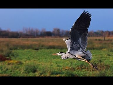 SERE KEI RA BELO (SING ALONG WITH DR T) - SONG OF THE HERON