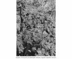 Arrow root plant with possible mutations, Enjebi Island, Enewetak Atoll, summer 1949