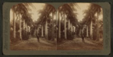 Avenue of Royal Palms, Queen's Hospital grounds, Honolulu, Hawaiian Islands