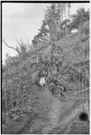 Pig festival, singsing preparations: men use stakes and cordyline to expel enemy spirits from path which allies must travel