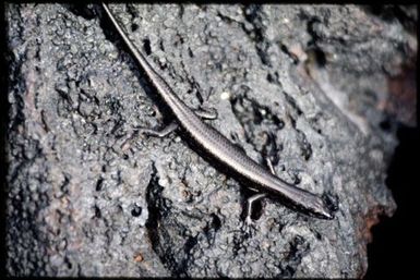 Cryptoblepharus novocaledonicus
