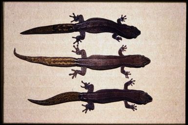 3 specimens (dorsal)