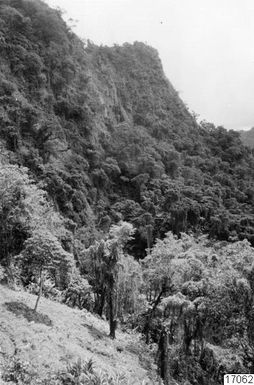 valley, forest, landscape, path, mountain, cloven-swedish, photograph,