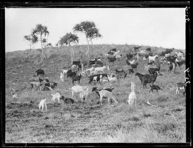 Goats in Fiji