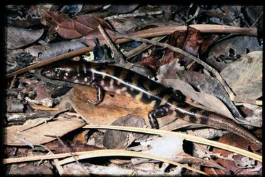 Skink sp.