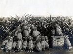691. Hawaii: smooth Cayenne pineapples