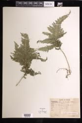 Selaginella muelleri