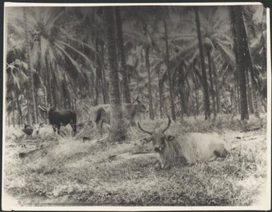 Cattle in a coconut plantation near Rabaul, New Guinea, ca. 1929 / Sarah Chinnery