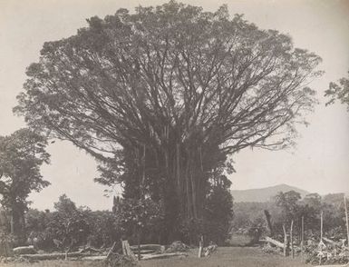 Banyan tree. From the album: Photographs of Apia, Samoa