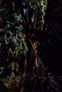 [Tree Kangaroo in Morobe, Papua New Guinea]