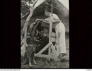 KIRIWINA, TROBIAND ISLANDS, PAPUA. C. 1944-03. 255509 FLIGHT LIEUTENANT H. J. JENKINS, NORTH BALWYN, VIC, EQUIPMENT OFFICER, AND THE SQUADRON MASCOT, A DOG CALLED "BLACKJACK", CHECKING PARTS ON A ..