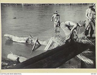 BOUGAINVILLE. 1945-04-20. 15 FIELD COMPANY ROYAL AUSTRALIAN ENGINEERS SAPPERS CLEARING THE DAMAGE TO MCKINNA BRIDGE OVER THE PURIATA RIVER AFTER A JAPANESE PATROL WHICH PENETRATED 3500 YARDS BEHIND ..