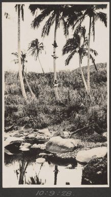 Palm trees in Fiji, September 1928