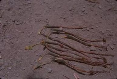 [Unidentified plant in Papua New Guinea]